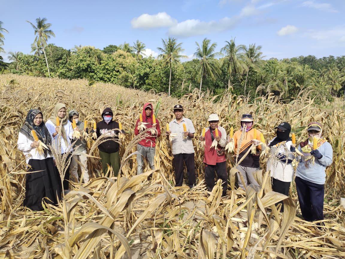 Panen Jagung PKTD di Bukit Tanete, Desa Mario, Dorong Produktivitas dan Kebersamaan Masyarakat